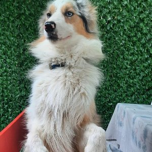 Paşa Köpek Dünyası