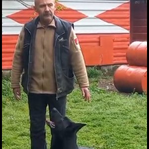 Paşa Köpek Dünyası