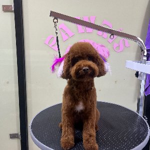 Pawris Pet Center