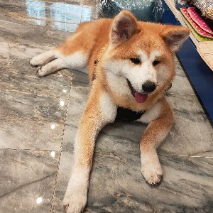 Ortaköy Pet Kuaför