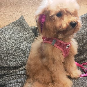 Ortaköy Pet Kuaför