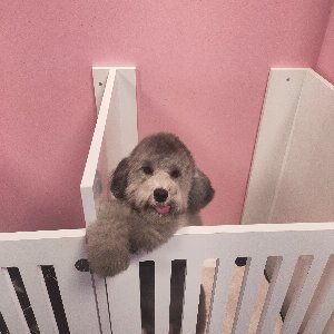 Ortaköy Pet Kuaför