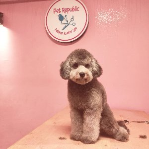 Ortaköy Pet Kuaför