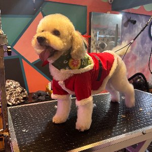 Ortaköy Pet Kuaför