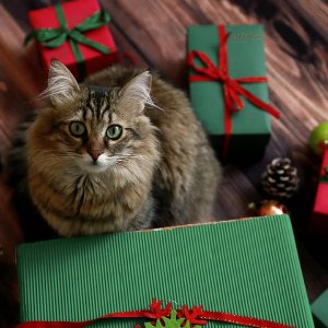 Photosphere Photography