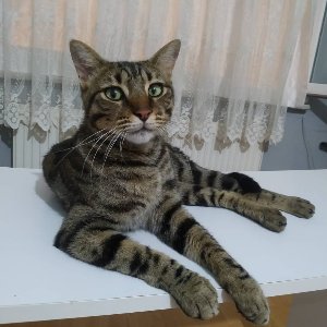 Pisi Pisi Kedi Oteli