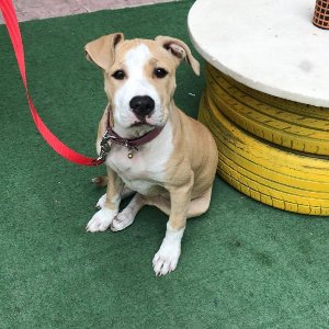 Kartal Samet Pişirgen