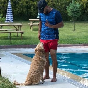 Sempati köpek okulu