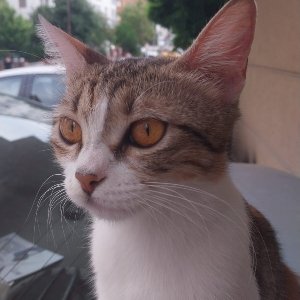 Senanur Aydoğanoğlu