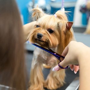 Sevimli Dostlar Kuaförü