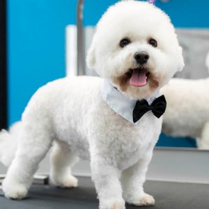 Sevimli Dostlar Kuaförü