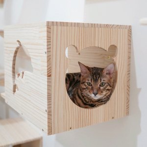 Sevimli Kediler Oteli