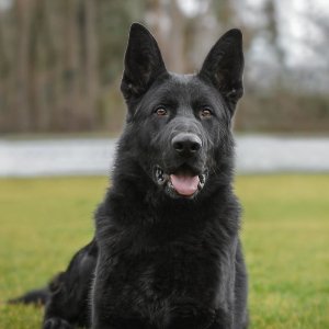 Star Köpek Eğitim Okulu