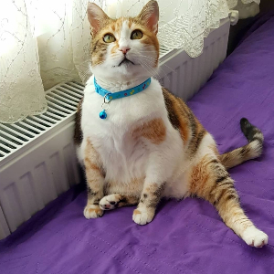 Muazzez Özgenç Demir